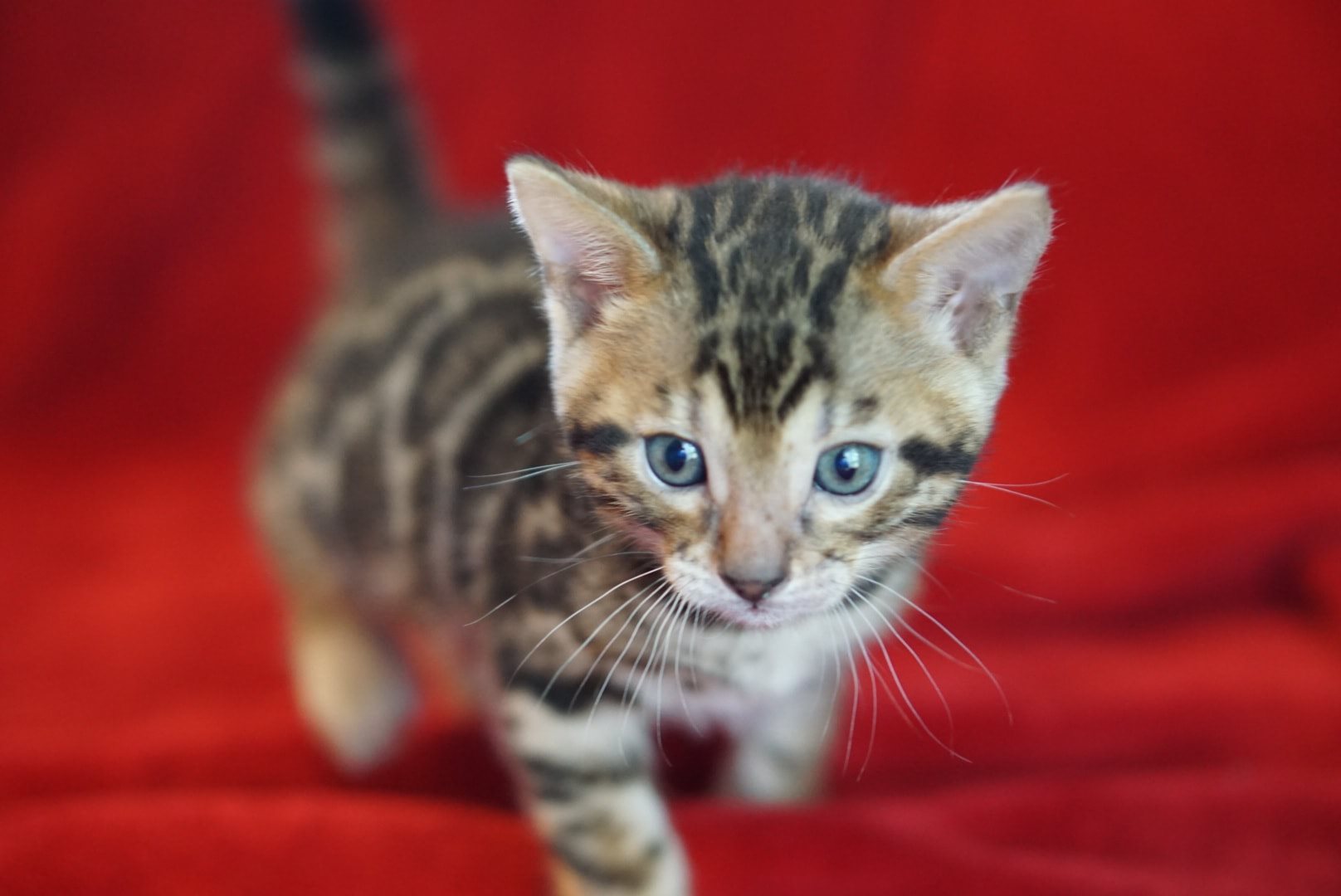 Allure Bengals, Bengal Cats, AllureBengals.com