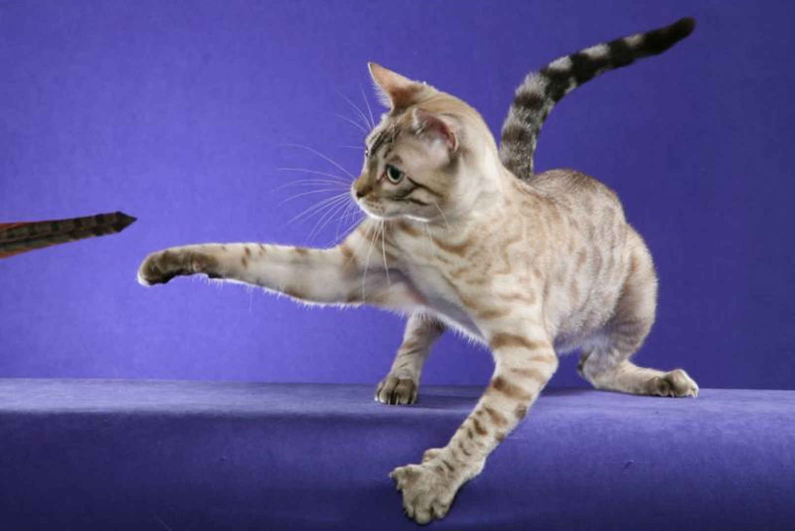 Allure Bengals, Bengal Cats, AllureBengals.com