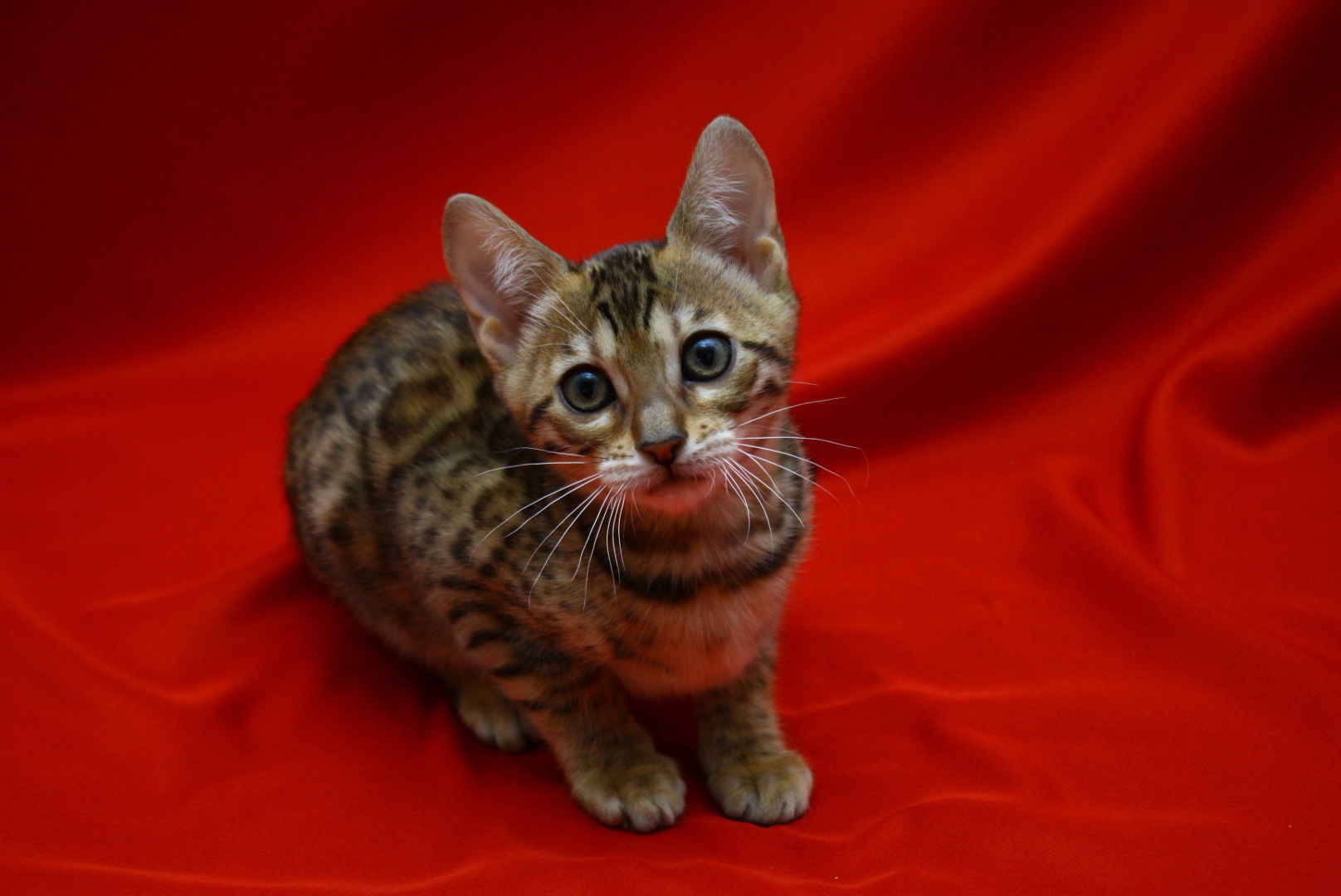 Allure Bengals, Bengal Cats, AllureBengals.com