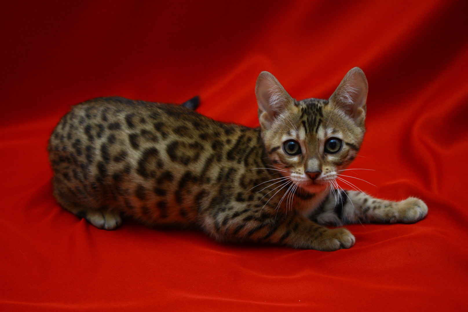 Allure Bengals, Bengal Cats, AllureBengals.com
