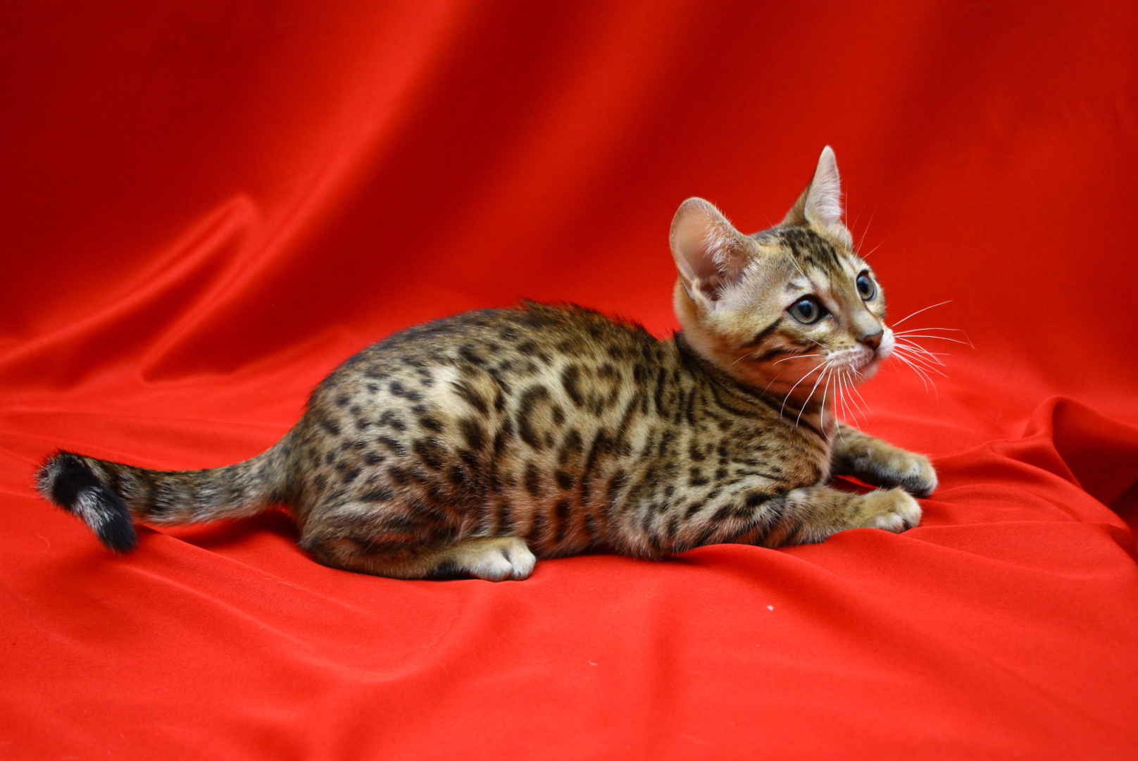 Allure Bengals, Bengal Cats, AllureBengals.com