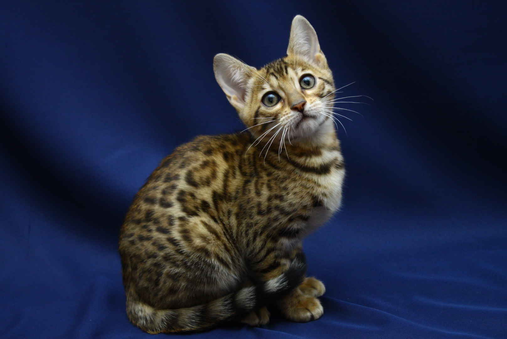 Allure Bengals, Bengal Cats, AllureBengals.com