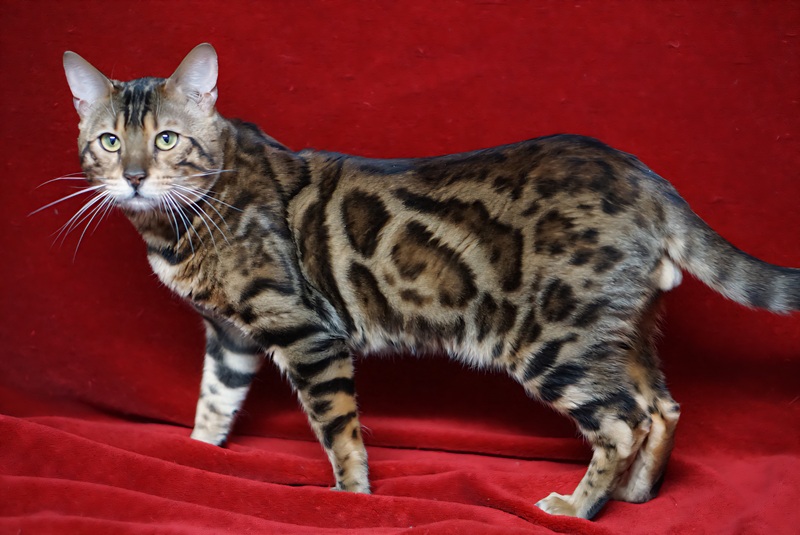 Allure Bengals, Bengal Cats, AllureBengals.com