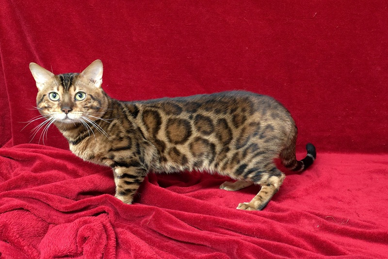 Allure Bengals, Bengal Cats, AllureBengals.com