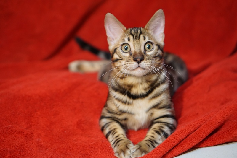 Allure Bengals, Bengal Cats, AllureBengals.com