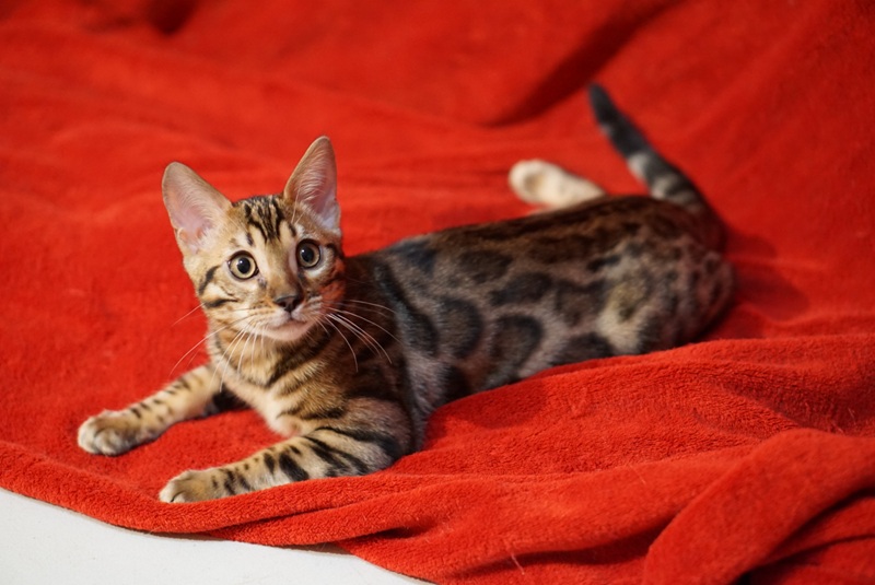 Allure Bengals, Bengal Cats, AllureBengals.com