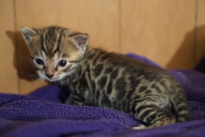 Allure Bengals, Bengal Cats, AllureBengals.com