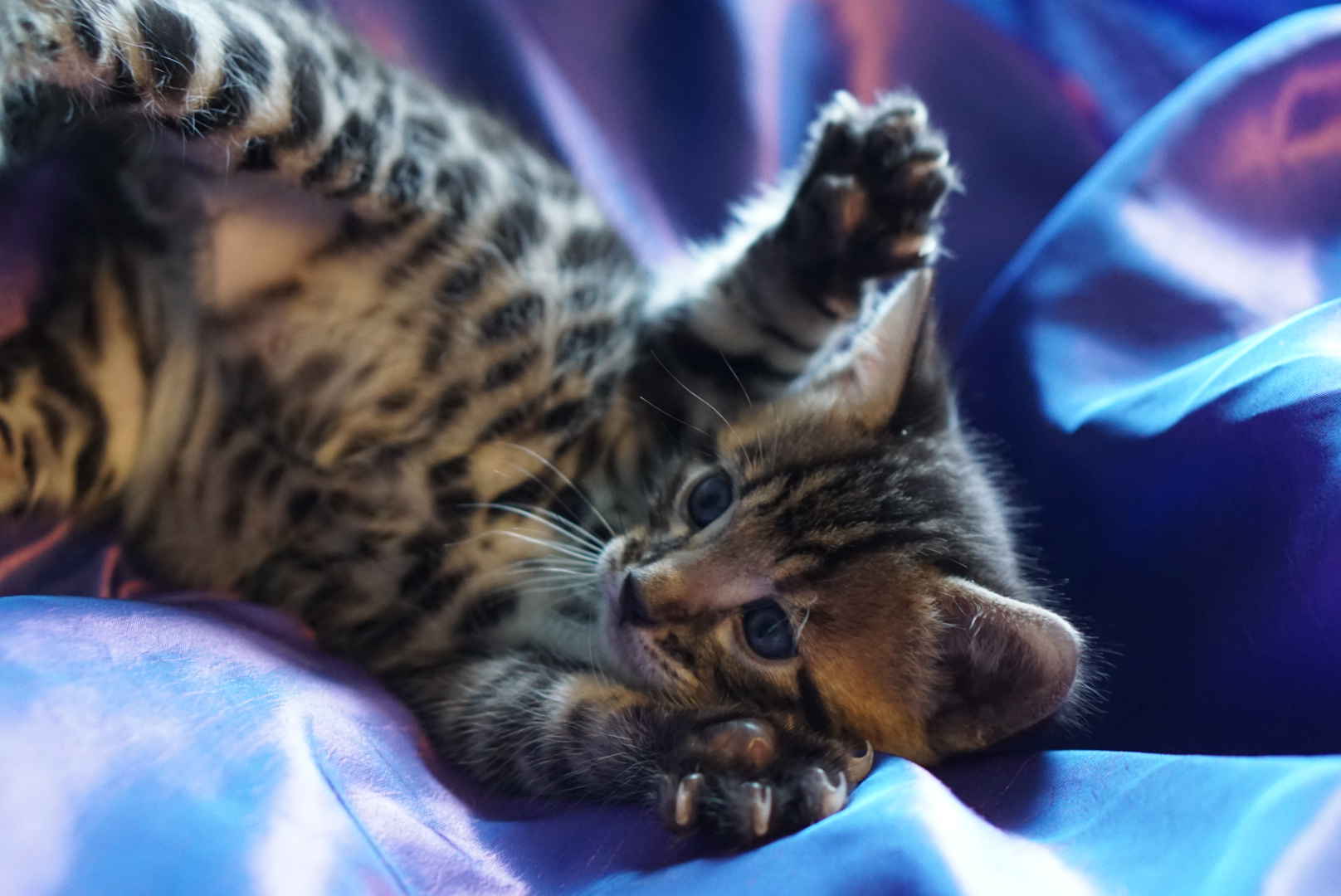A Bengal cat at Allure Bengals