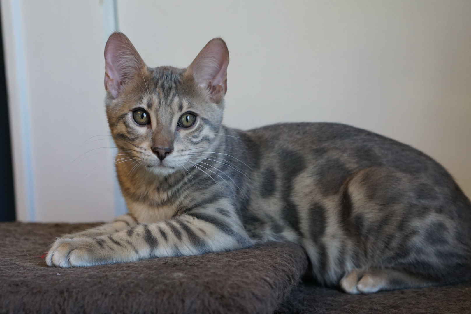 A Bengal cat at Allure Bengals