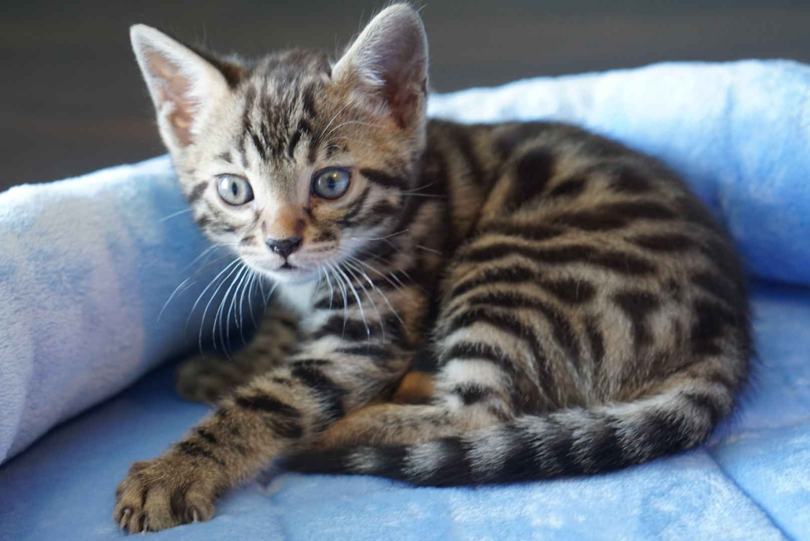 A young Bengal kitten resting on a soft blue blanket