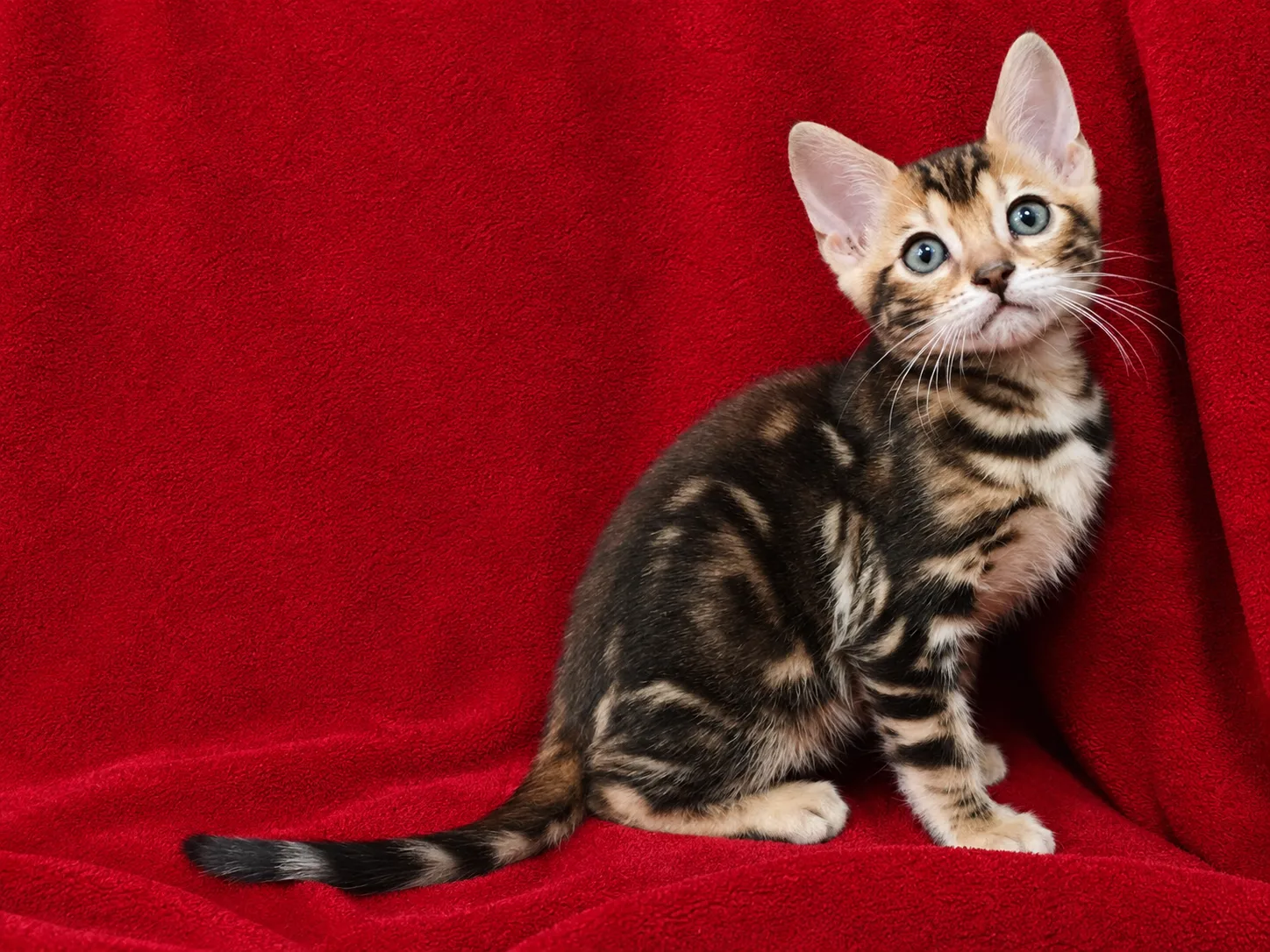 Brown Rosetted Male (Cha Cha x London) — Allure Bengals