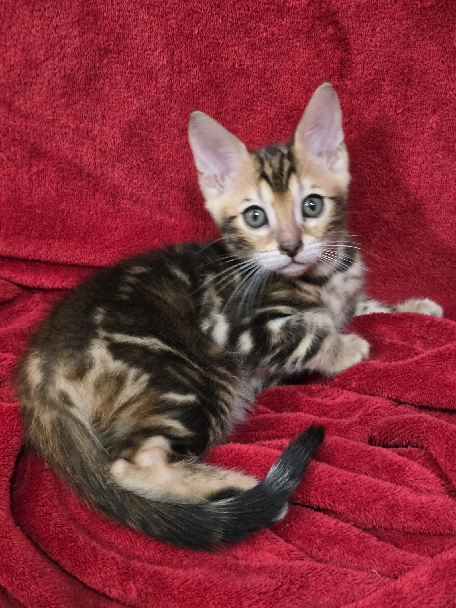 Brown Rosetted Male (Cha Cha x London) — Allure Bengals
