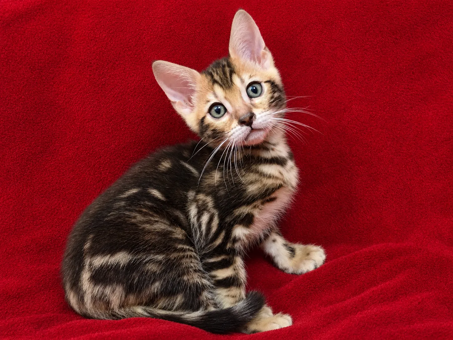 Brown Rosetted Male (Cha Cha x London) — Allure Bengals