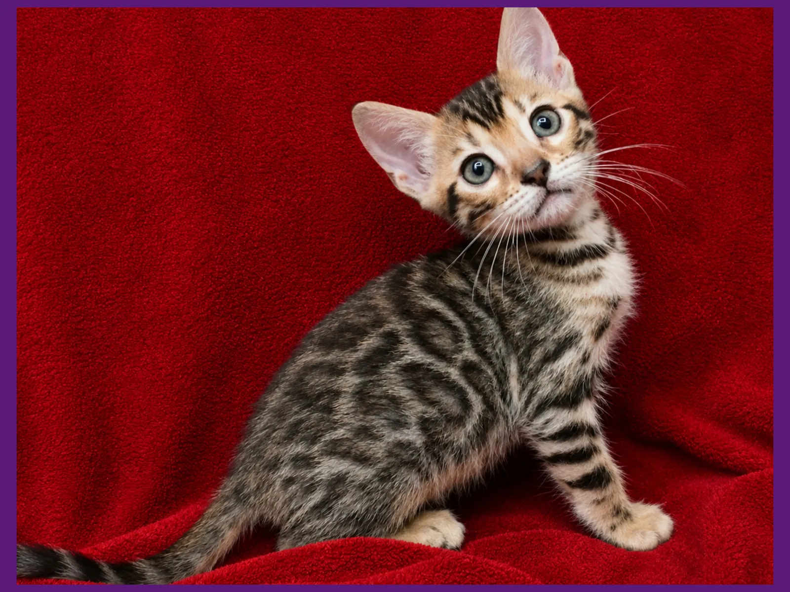 Brown Spotted — Allure Bengals