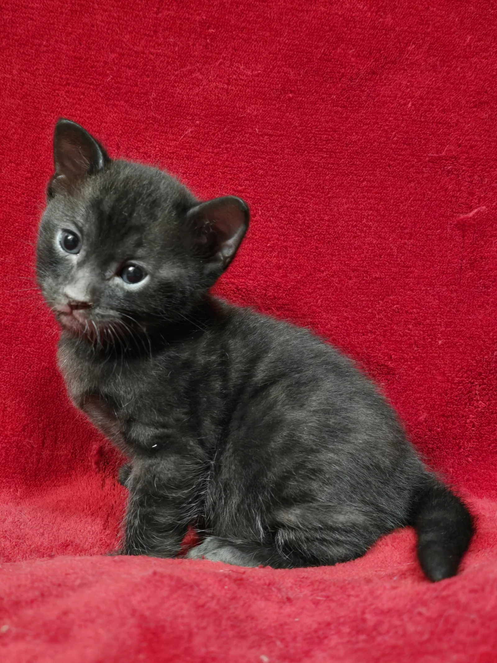 Charcoal Female (Cha Cha x London) — Allure Bengals