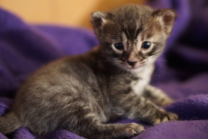 Charcoal Female (Cha Cha x London) — Charcoal