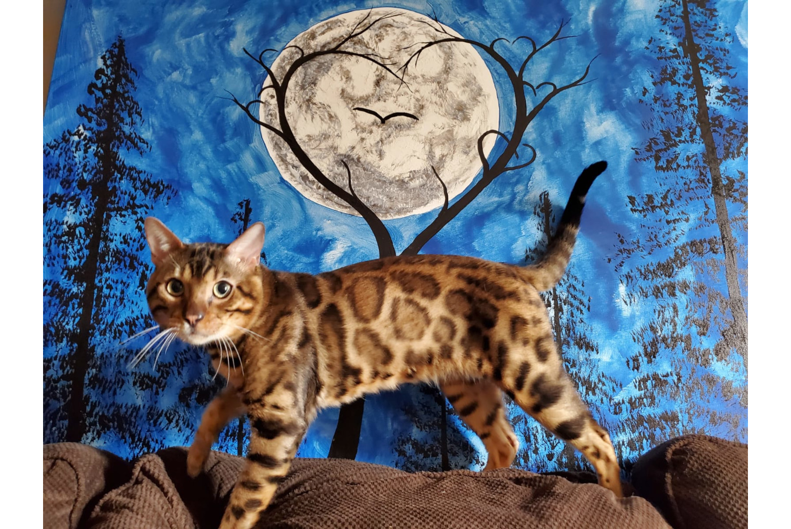 Cisco — Brown spotted, tri-color rosetted