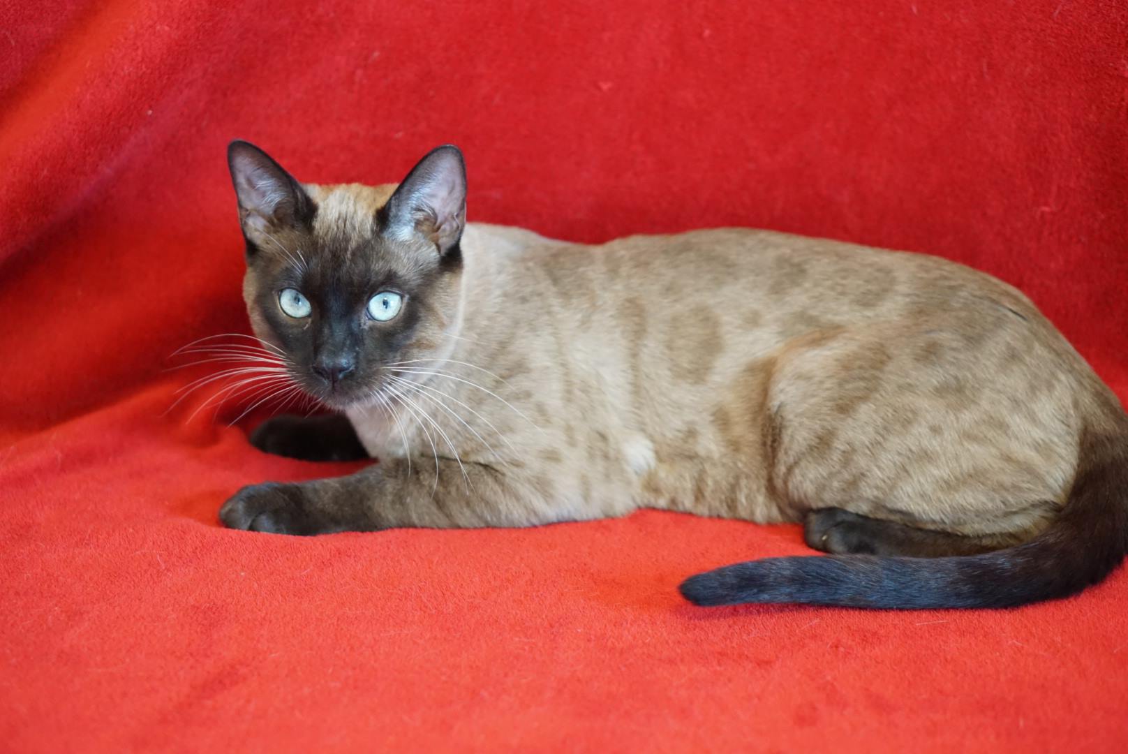 Oscar — Solid mink snow