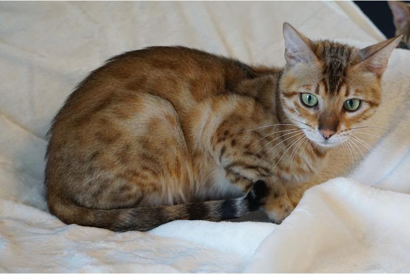Tessa — Bengal cat