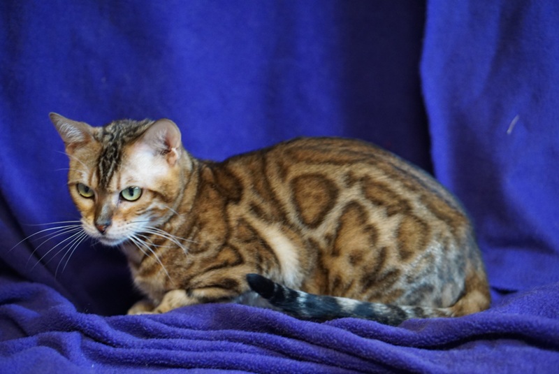 Zoe — Brown rosetted